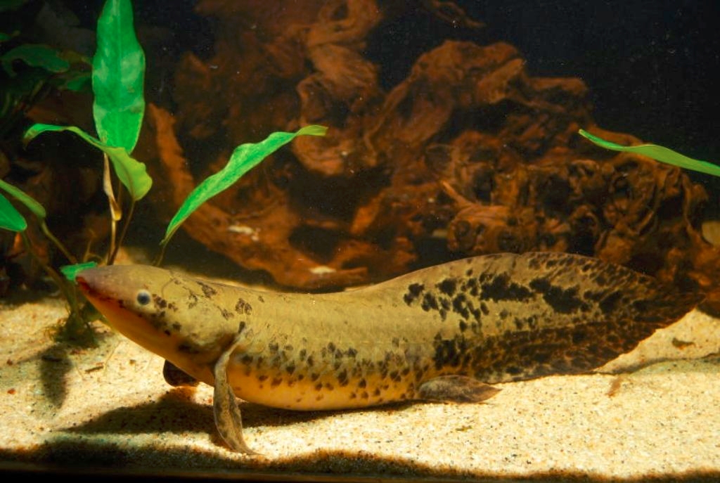 Australian lungfish (ianimal dot ru)